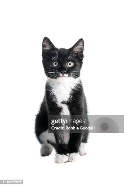 black and white kitten on a white background - black and white cat foto e immagini stock