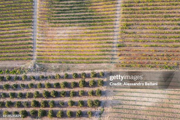 aerial view of vineyards and hazelnut fields, italy - flyingconi stock pictures, royalty-free photos & images