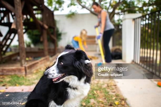 pet border collie dog looking over shoulder as mom and daughter work - dog looking over shoulder stock pictures, royalty-free photos & images