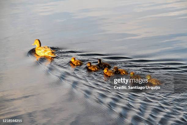 mallard duck with its ducklings swimming on a lake - duckling foto e immagini stock