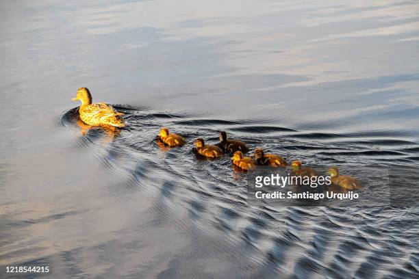 mallard duck with its ducklings swimming on a lake - duckling stockfoto's en -beelden