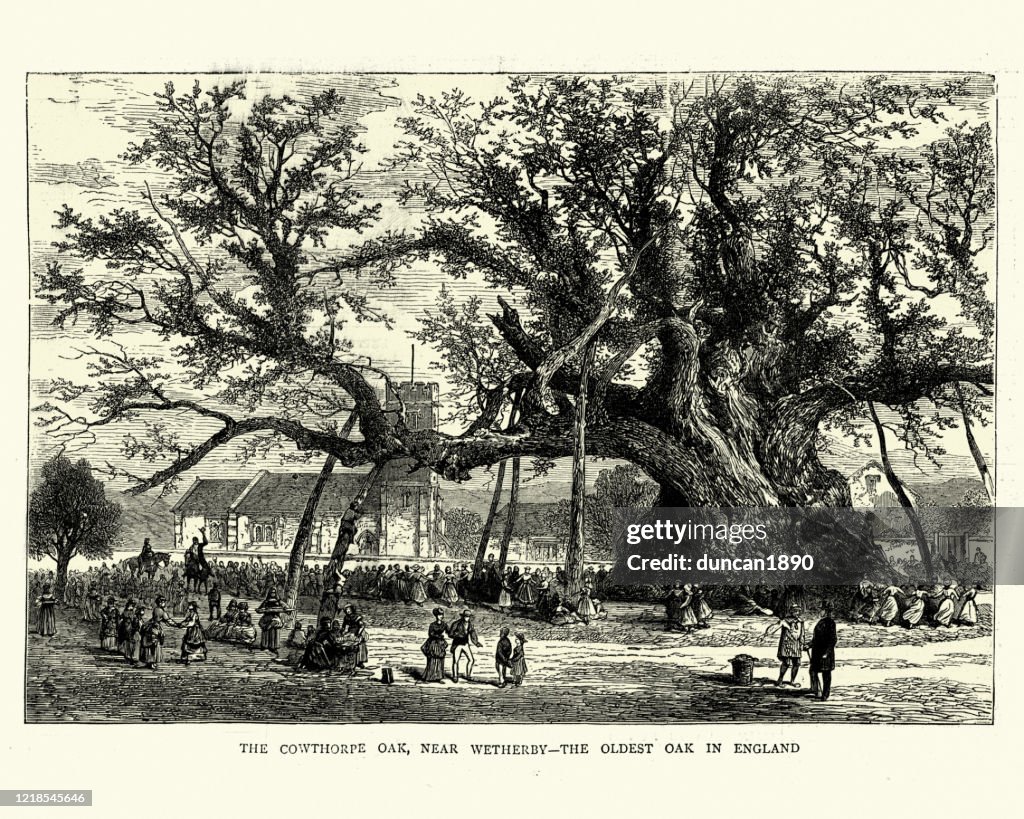Cowthorpe Oak, Älteste Eiche in England 1872