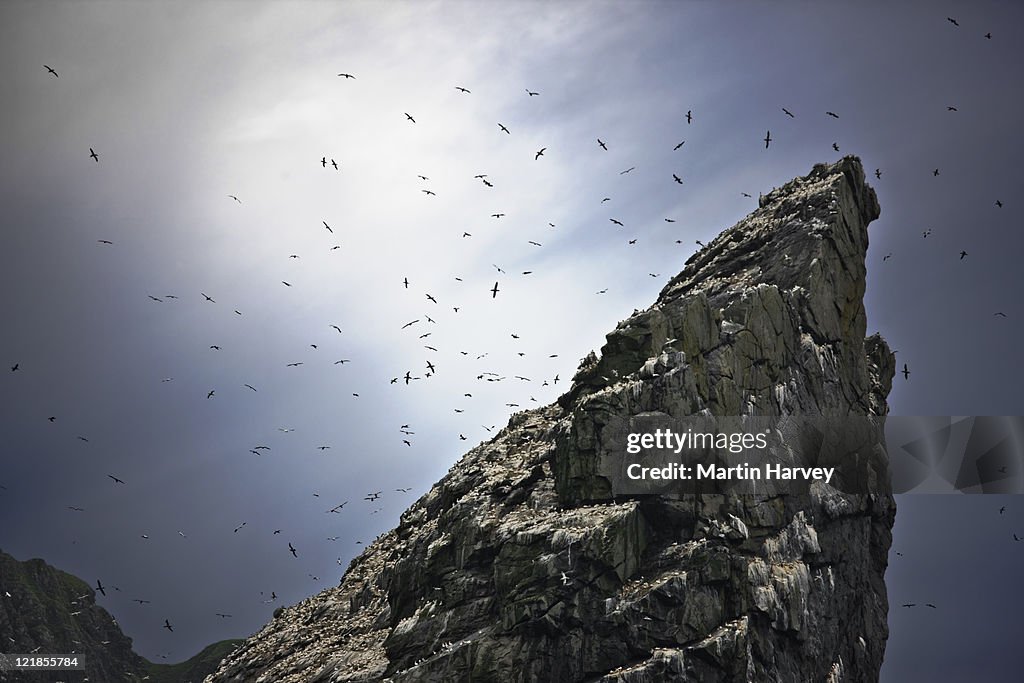 Northern Gannet (Morus bassanus) flying above Stac Lee, St Kilda, Outer Hebrides, Scotland, UK