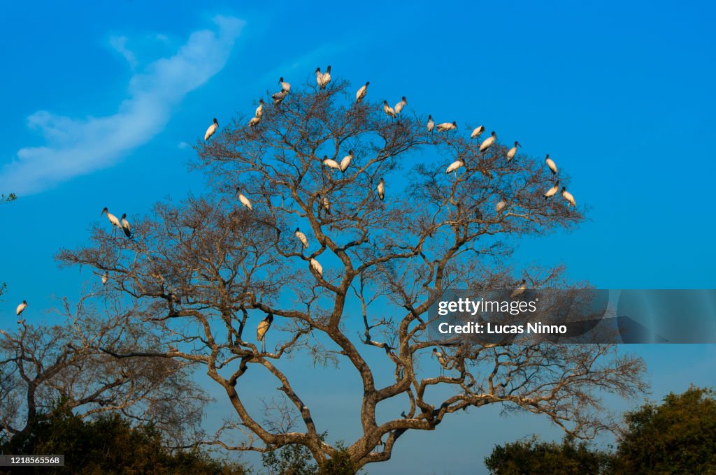 Jabiru (Jaburu or Tuiuiú) group in a tree at Pantanal Wetlands