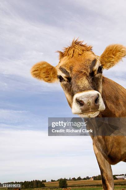 jersey cow (bos taurus) on farm, uk - jersey cattle stock pictures, royalty-free photos & images