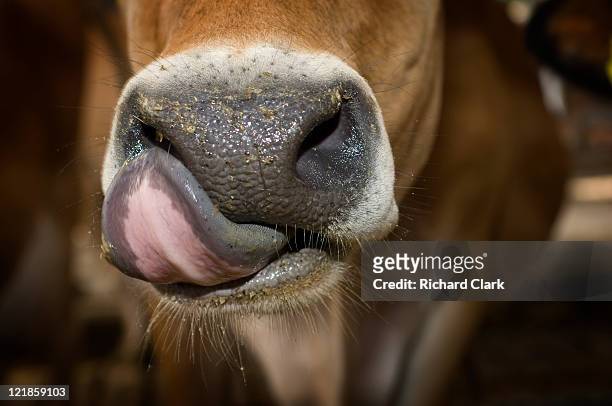 jersey cow (bos taurus) licking lips, uk - jersey cattle stock pictures, royalty-free photos & images