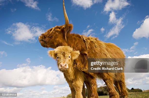 highland cow and calf (bos taurus) on farm, uk - highland cow stock pictures, royalty-free photos & images