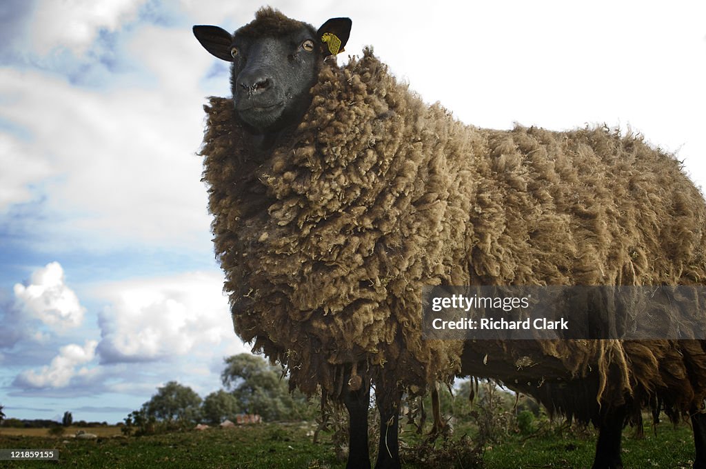 Sheep (Ovis aries) on farm, UK