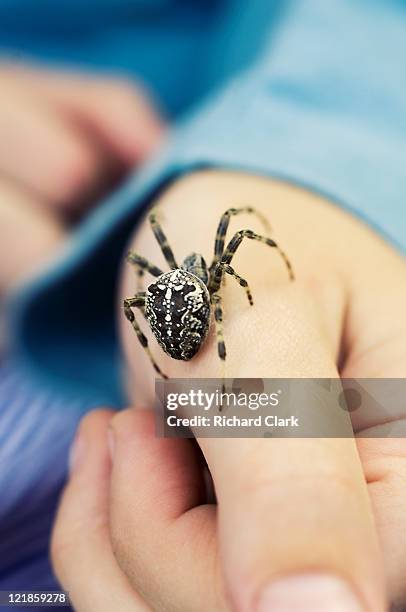 european garden spider (araneus diadematus) on boy's hand, uk - arachnid stockfoto's en -beelden