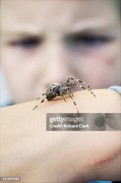 european garden spider (araneus diadematus) on boy's hand, uk - arachnid stockfoto's en -beelden
