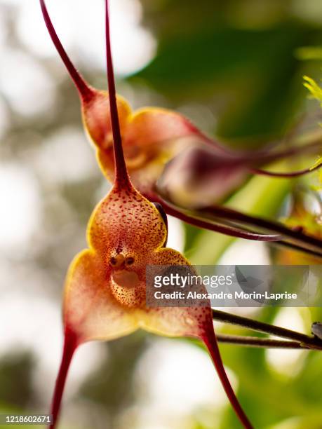 dracula simia, called also monkey orchid or the monkey-like dracula, rare colombian orchid in a green garden with sunny light - orquidea salvaje fotografías e imágenes de stock
