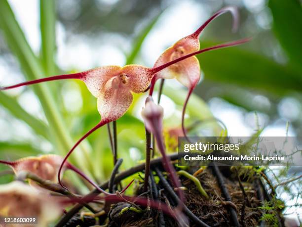 14 photos et images de Orchidée Dracula - Getty Images