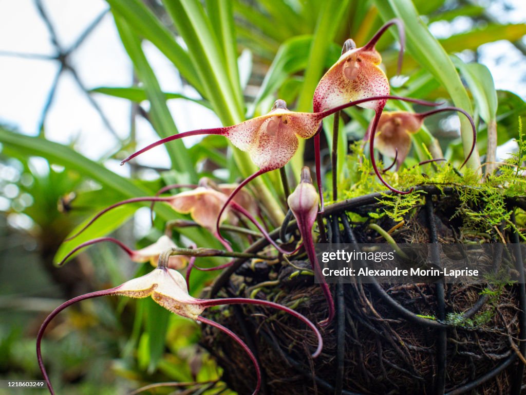 Monkey orchid (Dracula Simia), Rare Colombian Orchid in a Green Garden with Sunny Light