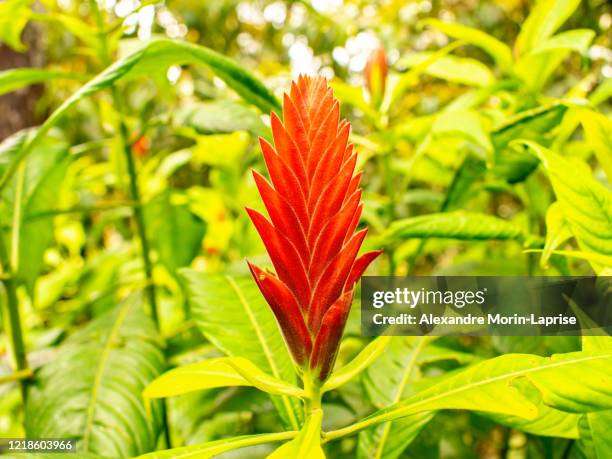 red bromeliad plant with many petals like a leaves in a green garden in medellin, colombia - bromeliad stock pictures, royalty-free photos & images