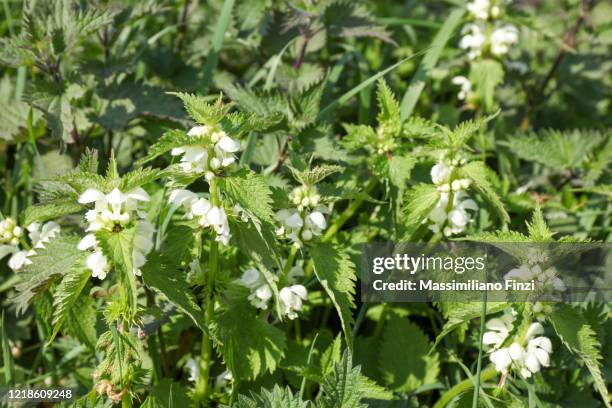 Spring Nettle 1,041 Spring Nettles Stock Photos, High-Res Pictures, and Images ...