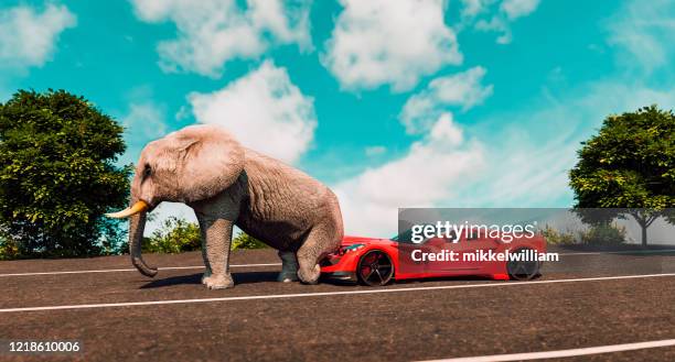 olifant vernietigt dure sportwagen geparkeerd op een straat. - vandalisme stockfoto's en -beelden