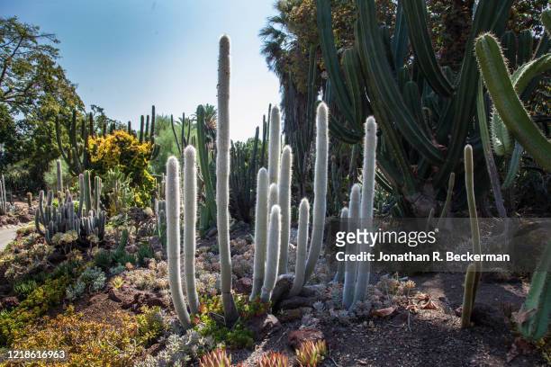 desert garden plants - pasadena california ストックフォトと画像