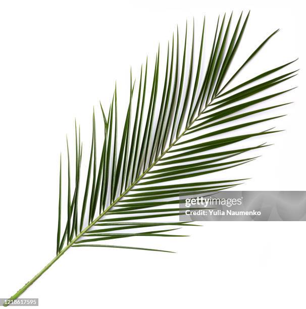 palm leaf on white background. summer concept. flat lay, top view, copy space. - plante tropicale photos et images de collection