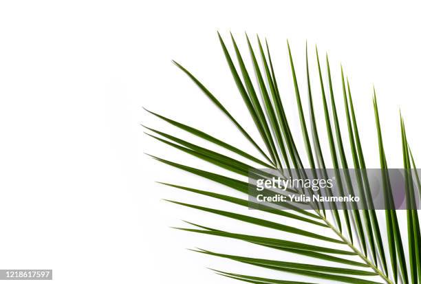 palm leaf on white background. summer concept. flat lay, top view, copy space. - palmera fotografías e imágenes de stock