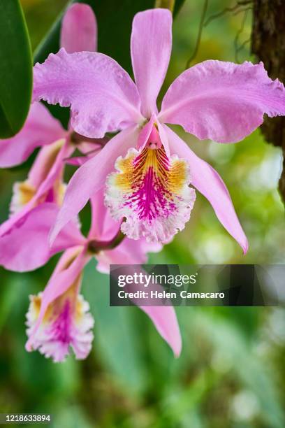 purple orchid in natural environmental - orquideas stock pictures, royalty-free photos & images