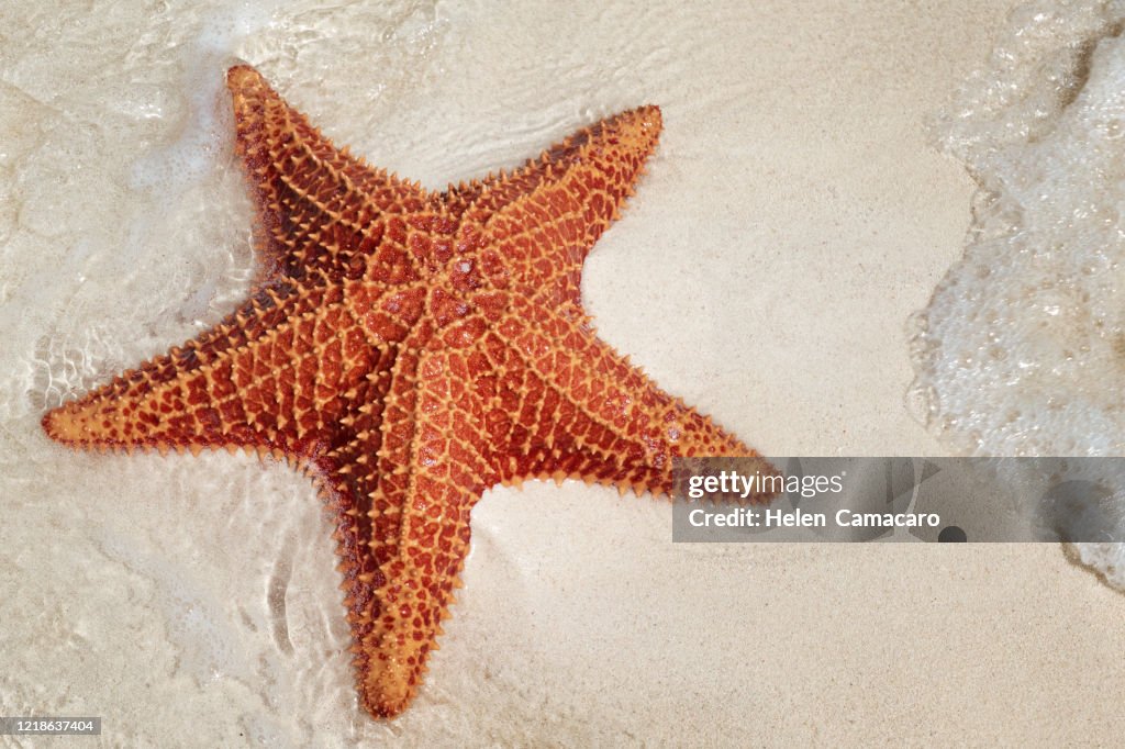 Starfish on the beach