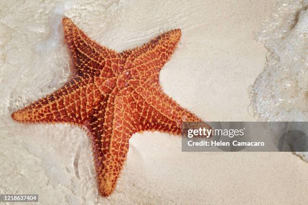 starfish on the beach - starfish stock pictures, royalty-free photos & images