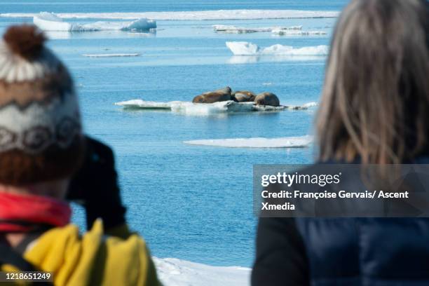 two women watch walruses, (odobenus rosmarus) on an iceberg - walrus stock pictures, royalty-free photos & images