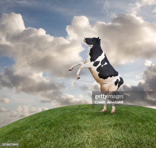 Cow On Hind Legs Photos and Premium High Res Pictures - Getty Images