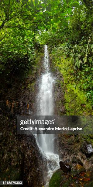 lots of vegetation, plants, moss on the rocks at waterfalls near to the splendors cave in antioquia, colombia - wildlife colombia stock-fotos und bilder