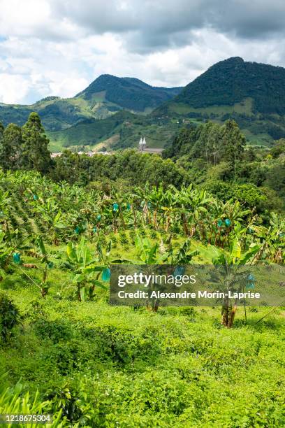 coffee plants fields in jardin, antioquia /colombia - colombian coffee mountain stock pictures, royalty-free photos & images