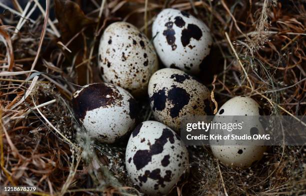 quail eggs in the hay nest - huevo de codorniz fotografías e imágenes de stock