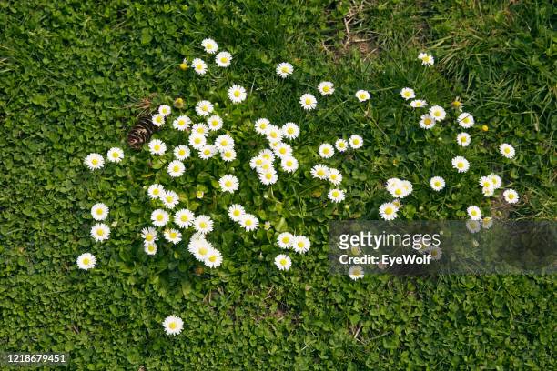 overhead shot of flowers growing in green grass - wolf only white background stock pictures, royalty-free photos & images