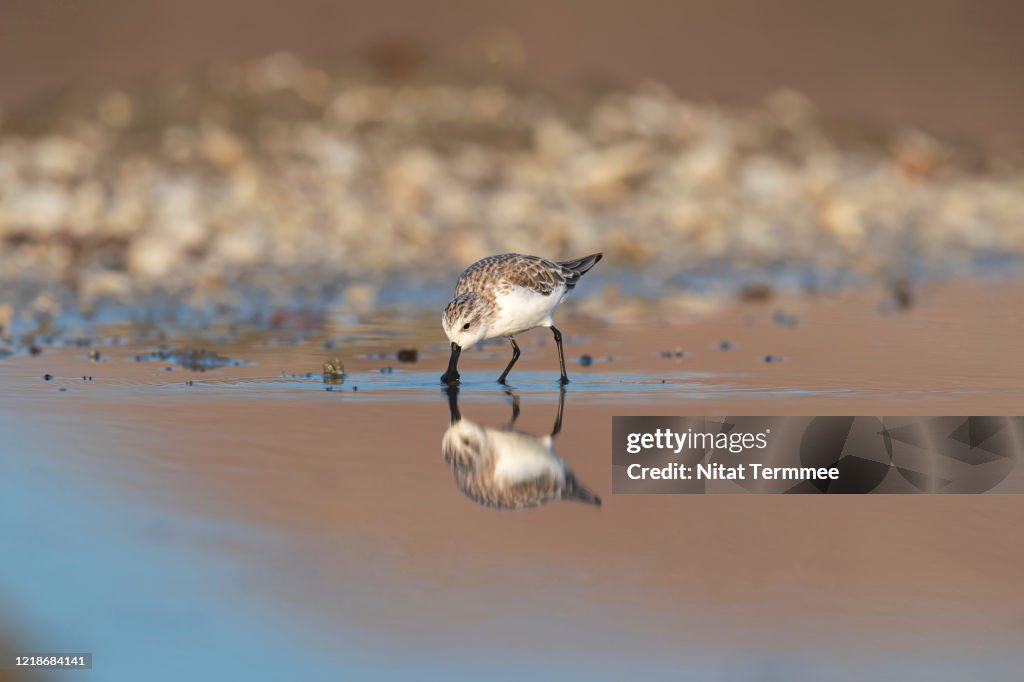 Beautiful Bird of Spoon-billed Sandpiper ( Eurynorhynchus pygmeus ) in real nature at Ban Pak Tale Spoon-billed Sandpiper Site, Phetchaburi, Thailand. Rare Winter Visitor