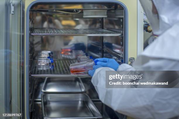 lab researchers still hold tissue culture plates in the incubator. - crime or recreational drug or prison or legal trial stock pictures, royalty-free photos & images