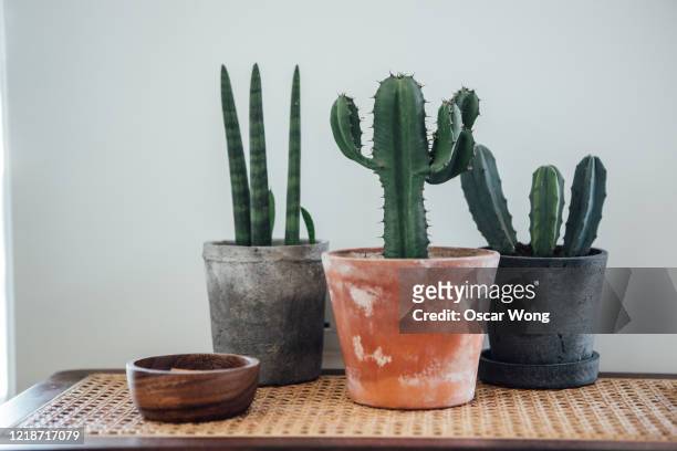 a group of potted plants - cactus stock pictures, royalty-free photos & images