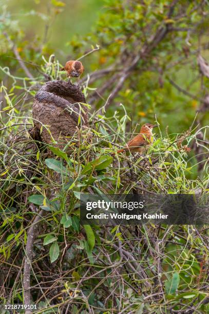 Rufous hornero is building a nest out of mud in the northern Pantanal, Mato Grosso province of Brazil.
