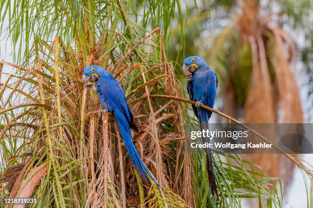 Hyacinth macaws feeding on nuts of a palm tree at Caiman Ranch in the Southern Pantanal, Mato Grosso province of Brazil.