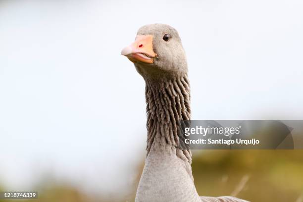 close-up of greylag goose - graugans stock-fotos und bilder