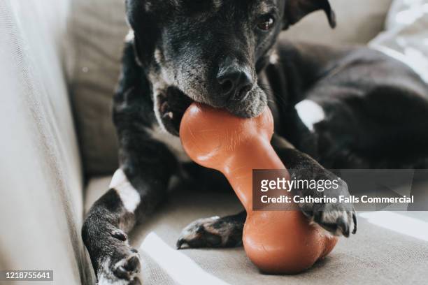dog chewing a bone - pet equipment stock pictures, royalty-free photos & images