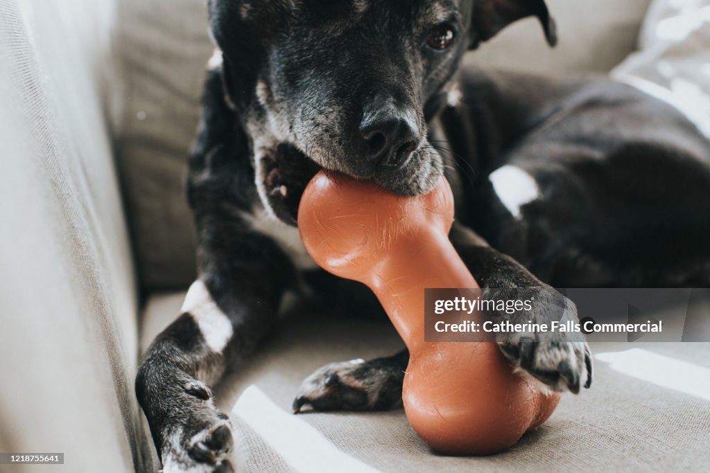 Dog Chewing a Bone
