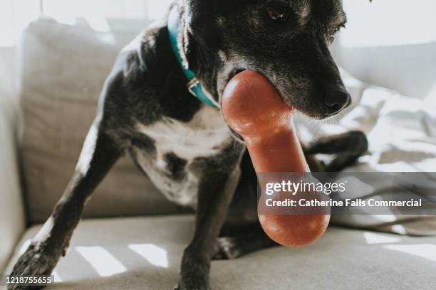 dog chewing a bone - dog toy stock pictures, royalty-free photos & images