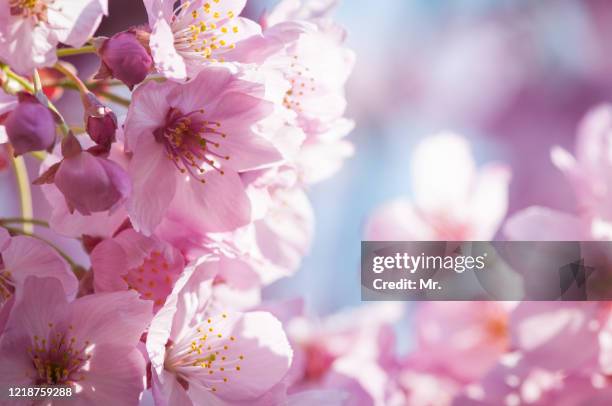 japan - japanese cherry blossom wallpaper stock-fotos und bilder