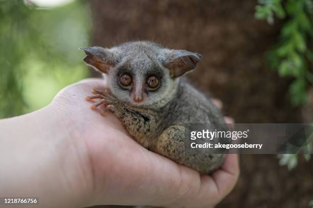 779 Bush Baby Photos and Premium High Res Pictures - Getty Images