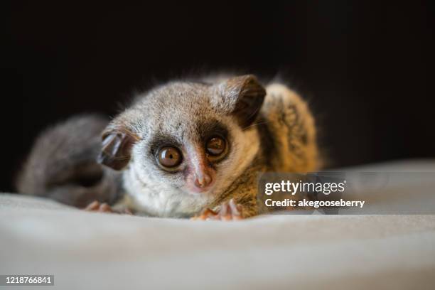 bushbaby exotic pet is famous now stay home with pet - bush baby stock pictures, royalty-free photos & images