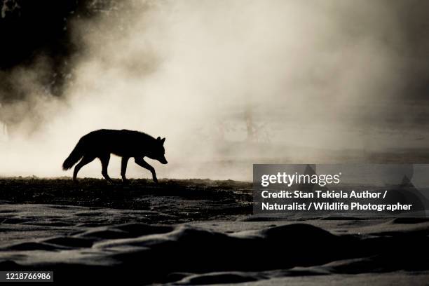 coyote walking in steam back lite - coyote photos et images de collection