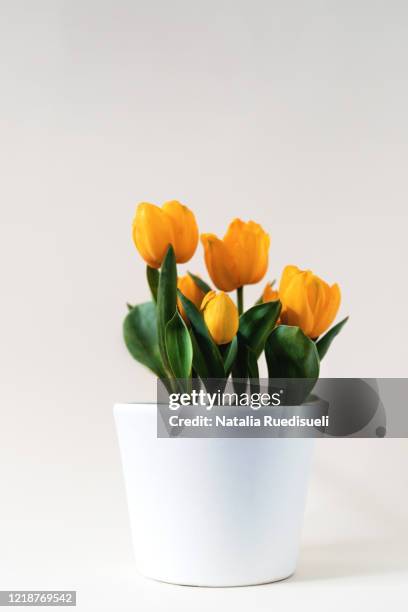 yellow tulips in white flower pot. - pot foto e immagini stock