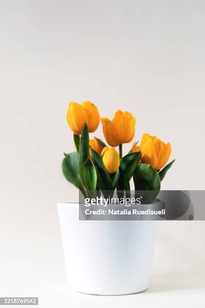 yellow tulips in white flower pot. - bloem plant stockfoto's en -beelden