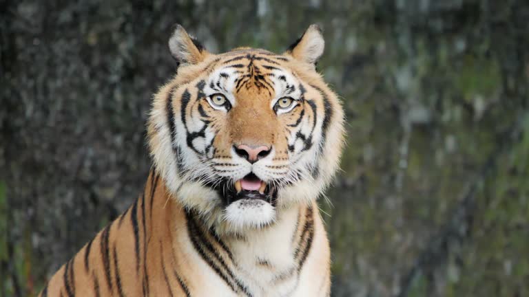1,003,189 Animal Videos and HD Footage - Getty Images 1,003,189 Animal Videos and HD Footage - Getty Images