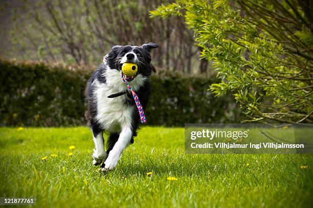 border collie dog running with ball in its mouth - im mund tragen stock-fotos und bilder