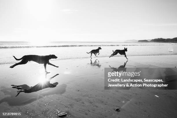 lurcher dogs racing down a reflective beach in winter - greyhounds racing stockfoto's en -beelden